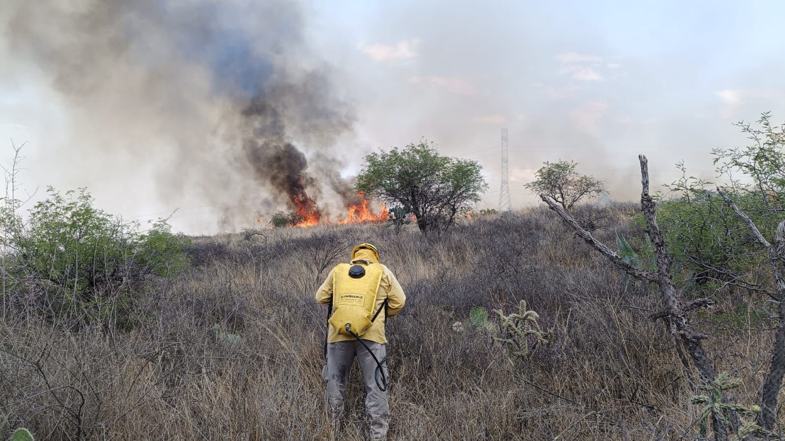PROTECCIÓN CIVIL ESTATAL Y BOMBEROS SOFOCAN INCENDIO EN CAPULINES