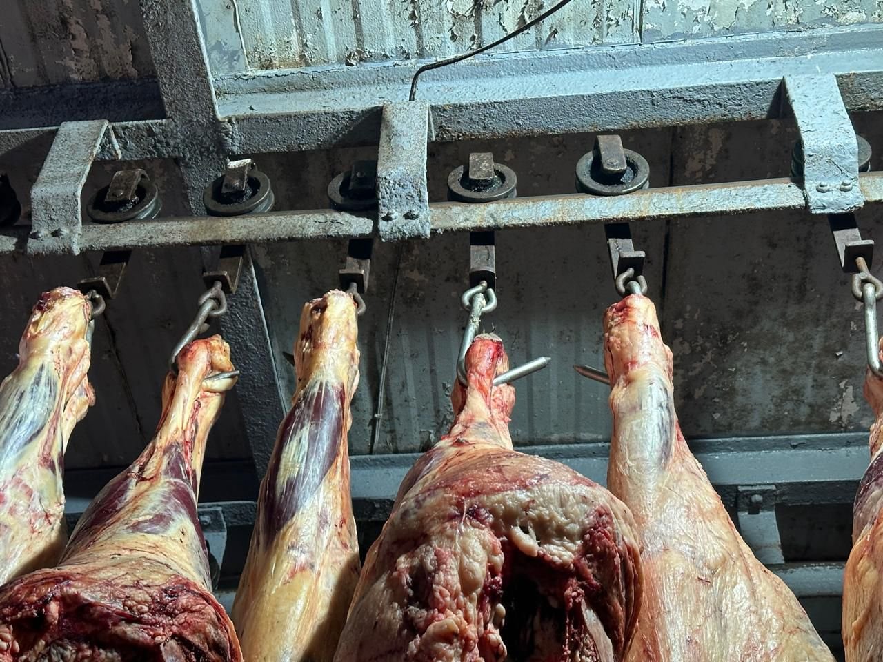 COEPRIS REFUERZA VIGILANCIA SANITARIA CONTRA EL USO DE CLENBUTEROL EN LA CARNE