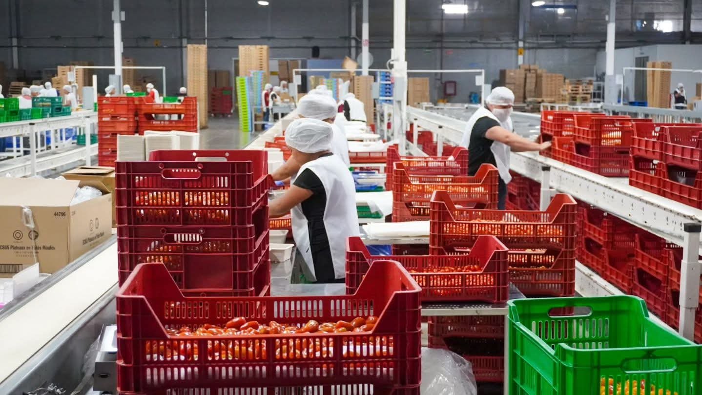 TOMATE POTOSINO, DE CALIDAD Y PRECIOS COMPETITIVOS