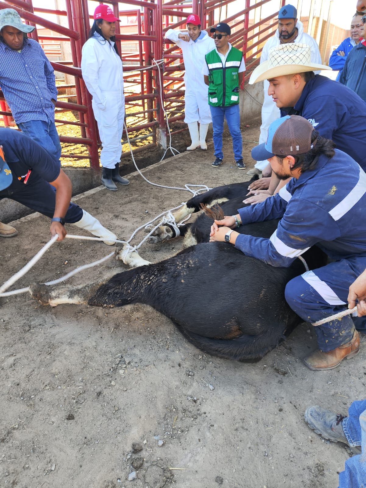 GOBIERNOS ESTATAL, FEDERAL Y UNIÓN GANADERA REFUERZAN COMBATE CONTRA EL GUSANO BARRENADOR