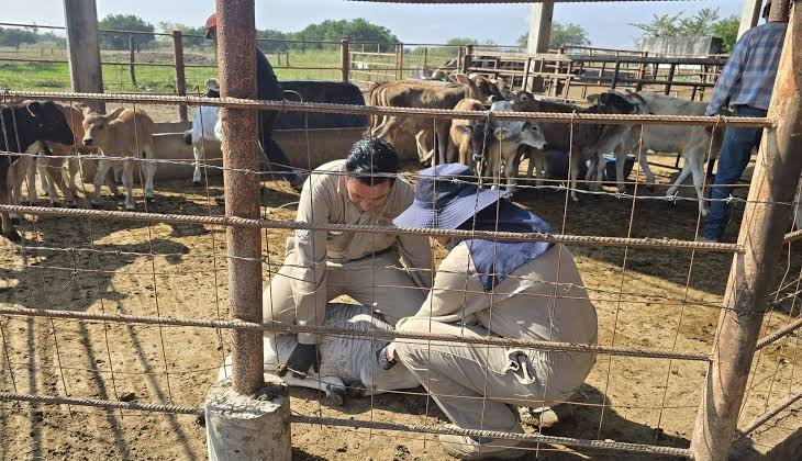 ESTADO REFUERZA VIGILANCIA SANITARIA EN COMPRA-VENTA DE GANADO