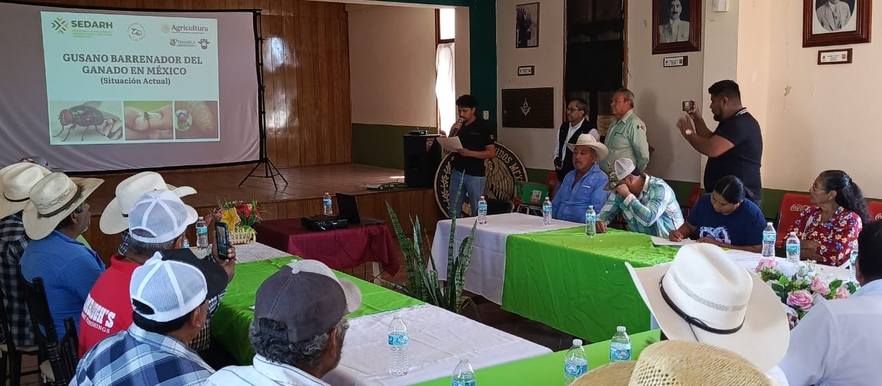 SAN LUIS MANTIENE BAJO CONTROL PLAGA DEL GUSANO BARRENADOR