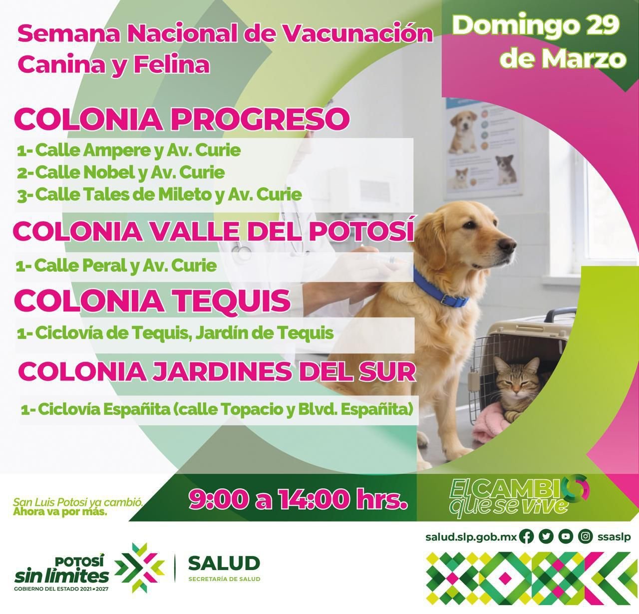 VACUNA A TUS MASCOTAS CONTRA LA RABIA