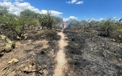 GOBIERNO ESTATAL LIQUIDA INCENDIO FORESTAL EN MATEHUALA
