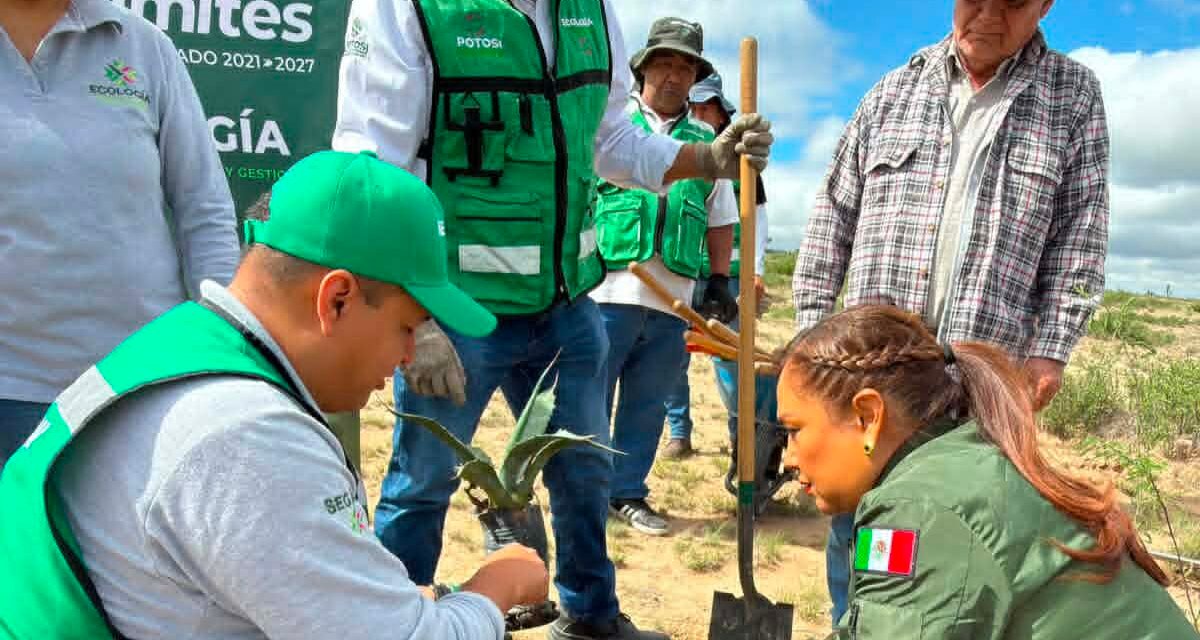 SAN LUIS POTOSÍ CONMEMORA EL DÍA DEL ÁRBOL CON REFORESTACIÓN