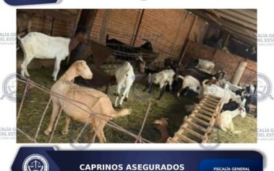 POLICÍA DE INVESTIGACIÓN LOCALIZA Y ASEGURA 13 CAPRINOS POR PROBABLE ABIGEATO
