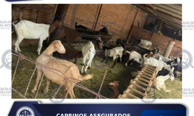 POLICÍA DE INVESTIGACIÓN LOCALIZA Y ASEGURA 13 CAPRINOS POR PROBABLE ABIGEATO