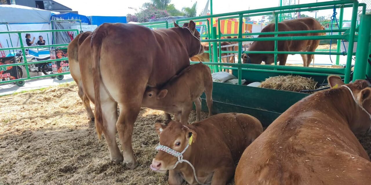FENAPO EXHIBE LO MEJOR DEL GANADO LIMOUSIN NACIONAL