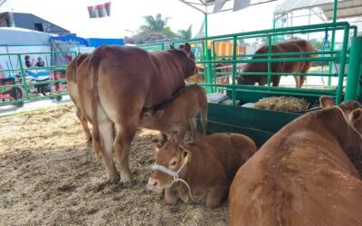 FENAPO EXHIBE LO MEJOR DEL GANADO LIMOUSIN NACIONAL