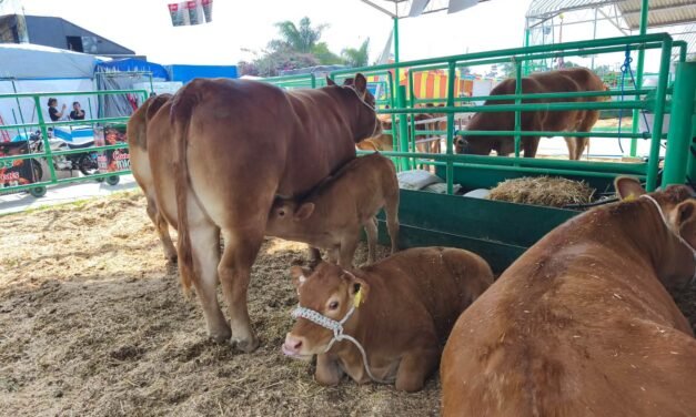 FENAPO EXHIBE LO MEJOR DEL GANADO LIMOUSIN NACIONAL