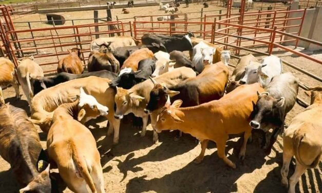GOBIERNO DEL ESTADO ARRANCA REPOBLAMIENTO GANADERO 2026 EN EL ALTIPLANO