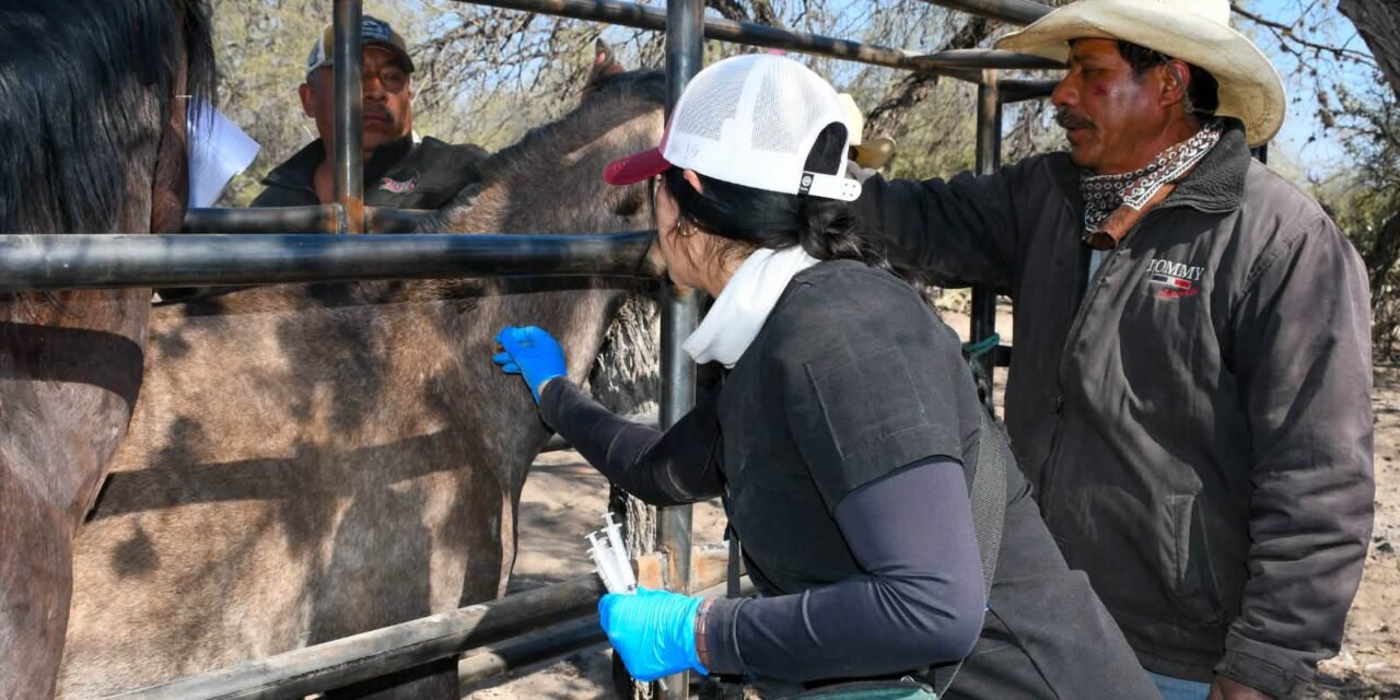 SEDARH MANTIENE CERCO SANITARIO CONTRA EL GUSANO BARRENADOR DEL GANADO