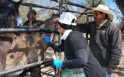 SEDARH MANTIENE CERCO SANITARIO CONTRA EL GUSANO BARRENADOR DEL GANADO