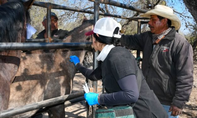 SEDARH MANTIENE CERCO SANITARIO CONTRA EL GUSANO BARRENADOR DEL GANADO