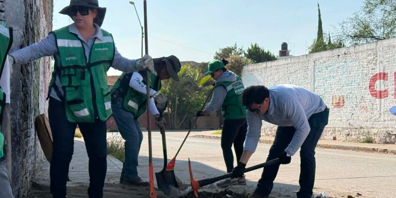SEGAM REFORESTA CON 600 EJEMPLARES Y ENTREGA 200 ÁRBOLES FRUTALES