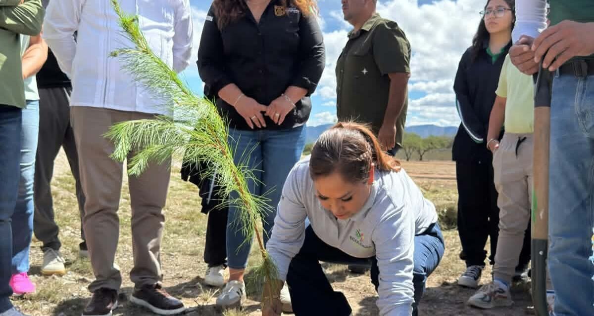 GOBIERNO DEL ESTADO AMPLÍA ÁREAS VERDES CON REFORESTACIÓN EN PARQUE LAS CAMELIAS