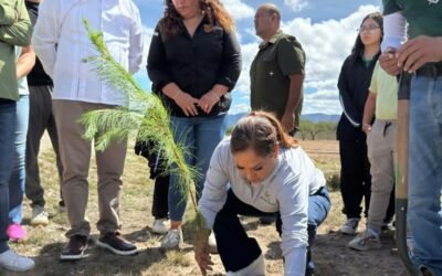 GOBIERNO DEL ESTADO AMPLÍA ÁREAS VERDES CON REFORESTACIÓN EN PARQUE LAS CAMELIAS