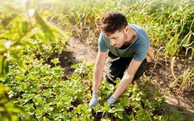 SAN LUIS POTOSÍ CONTARÁ CON CERTIFICADORA INTERNACIONAL PARA EL SECTOR AGROPECUARIO