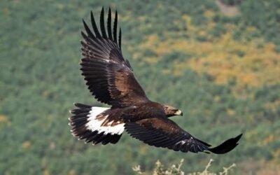 SAN LUIS POTOSÍ SUMA CIENCIA Y EXPERIENCIA PARA PROTEGER SU VIDA SILVESTRE