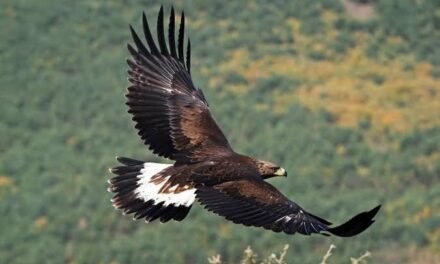 SAN LUIS POTOSÍ SUMA CIENCIA Y EXPERIENCIA PARA PROTEGER SU VIDA SILVESTRE