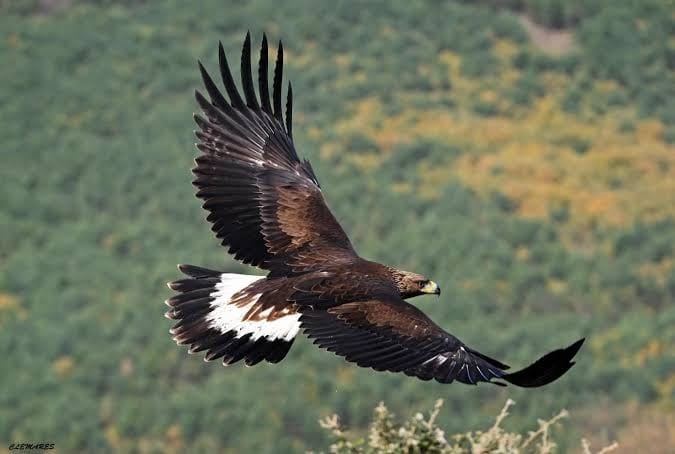 SAN LUIS POTOSÍ SUMA CIENCIA Y EXPERIENCIA PARA PROTEGER SU VIDA SILVESTRE