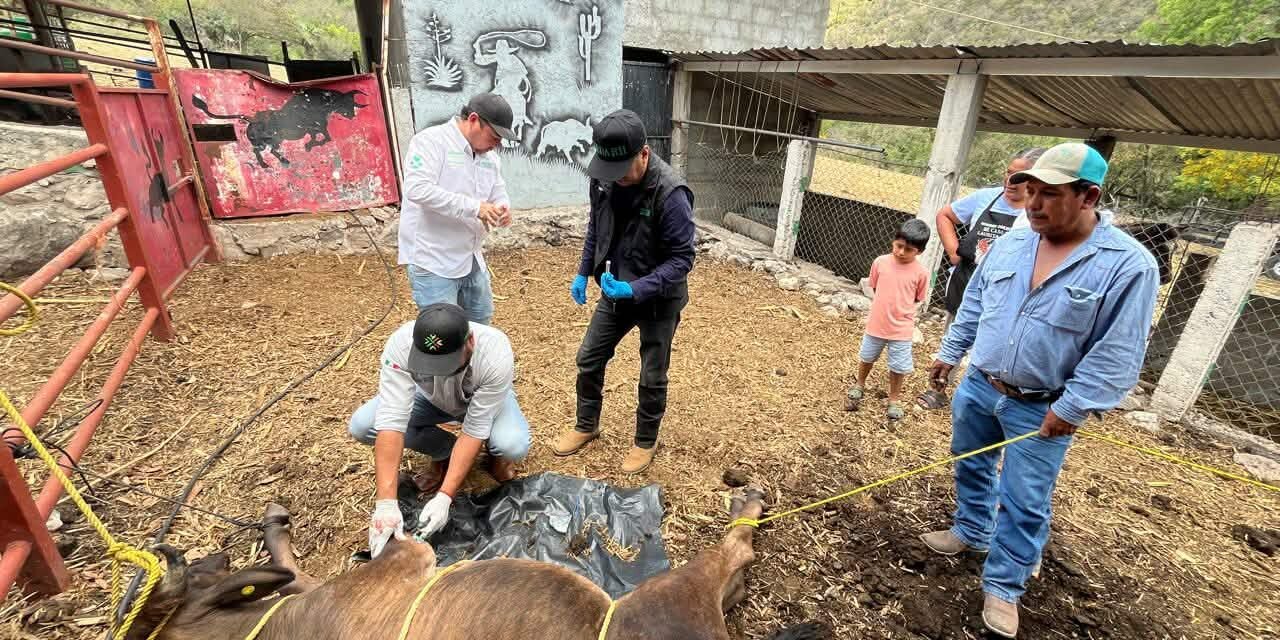 SLP REFUERZA EL COMBATE AL GUSANO BARRENADOR