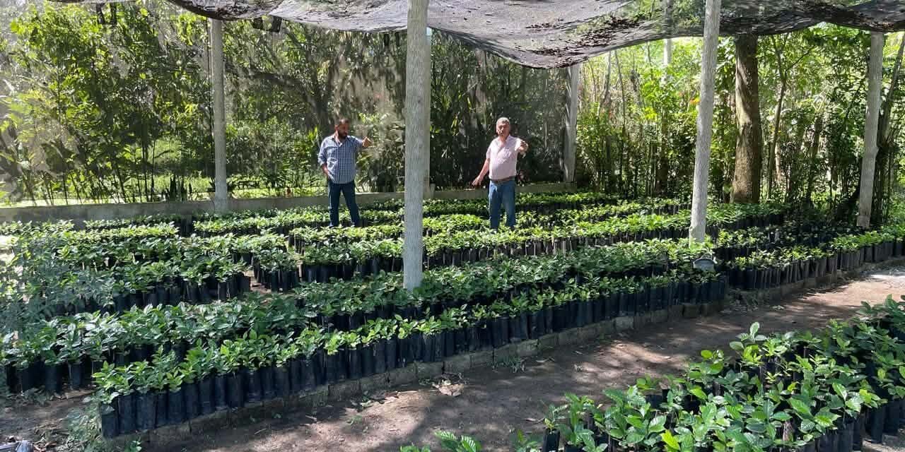 SAN LUIS POTOSÍ PRODUCE MÁS DE 100 MIL ÁRBOLES PARA REFORESTACIÓN Y PROYECTOS PRODUCTIVOS
