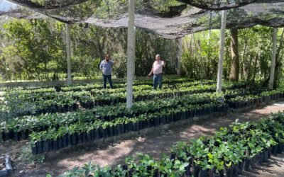SAN LUIS POTOSÍ PRODUCE MÁS DE 100 MIL ÁRBOLES PARA REFORESTACIÓN Y PROYECTOS PRODUCTIVOS
