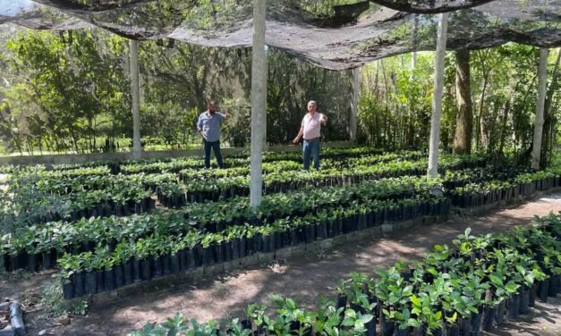 SAN LUIS POTOSÍ PRODUCE MÁS DE 100 MIL ÁRBOLES PARA REFORESTACIÓN Y PROYECTOS PRODUCTIVOS