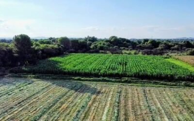 LLUVIAS BENEFICIAN CULTIVOS Y ACTIVIDAD PRODUCTIVA DEL CAMPO POTOSINO