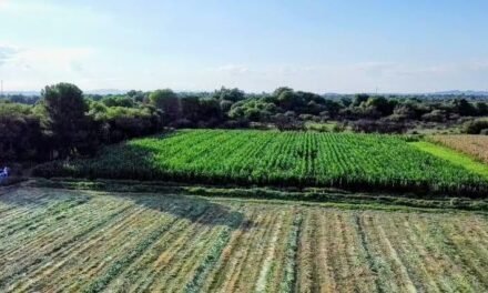 LLUVIAS BENEFICIAN CULTIVOS Y ACTIVIDAD PRODUCTIVA DEL CAMPO POTOSINO