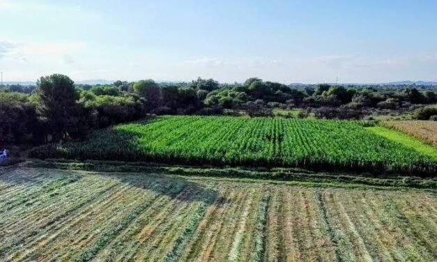 LLUVIAS BENEFICIAN CULTIVOS Y ACTIVIDAD PRODUCTIVA DEL CAMPO POTOSINO