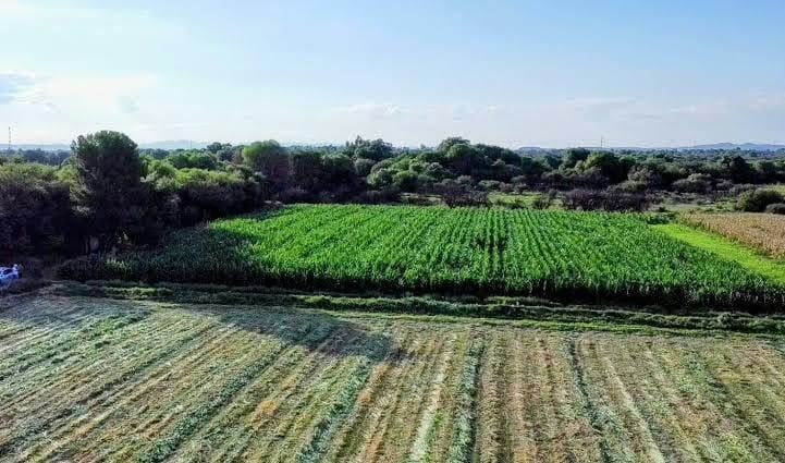 LLUVIAS BENEFICIAN CULTIVOS Y ACTIVIDAD PRODUCTIVA DEL CAMPO POTOSINO