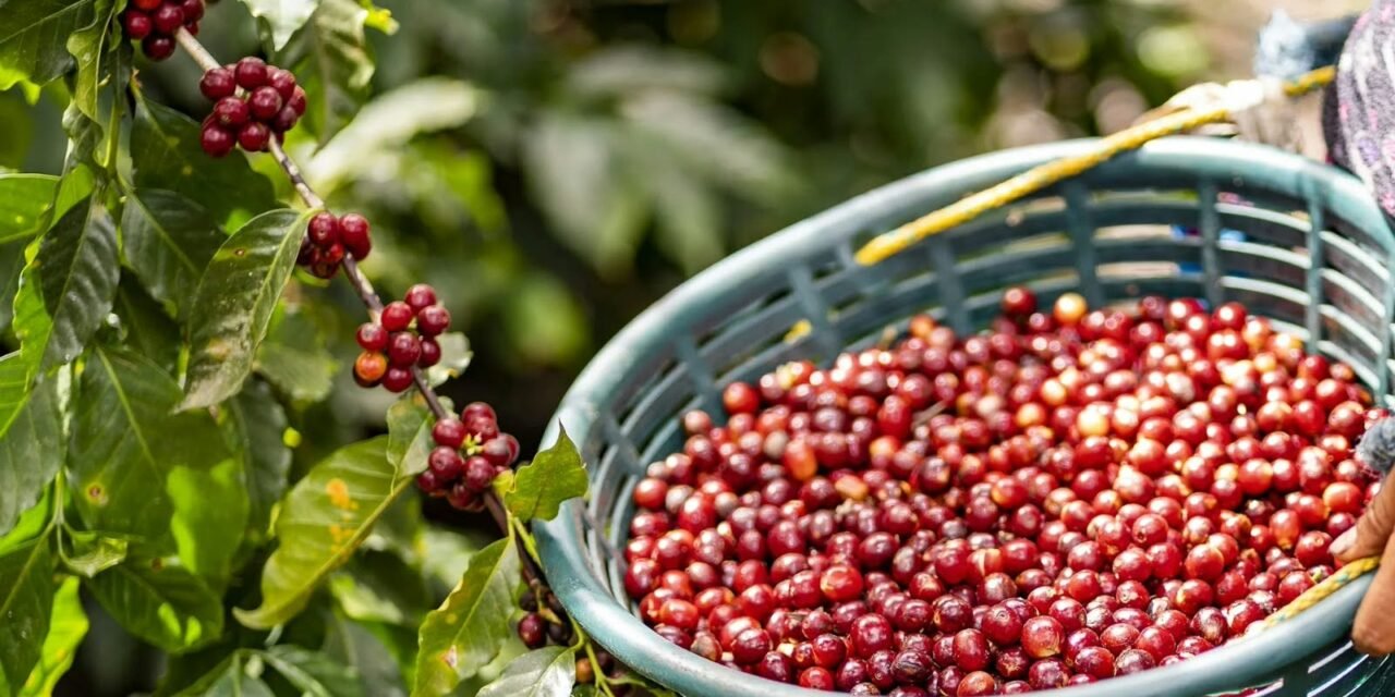 SAN LUIS POTOSÍ SE UBICA ENTRE LOS PRINCIPALES PRODUCTORES DE CAFÉ DEL PAÍS