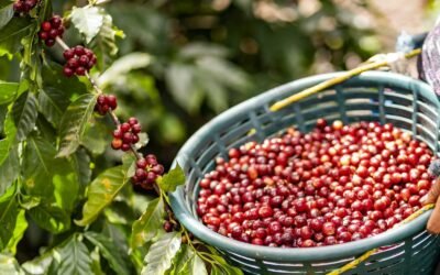 SAN LUIS POTOSÍ SE UBICA ENTRE LOS PRINCIPALES PRODUCTORES DE CAFÉ DEL PAÍS