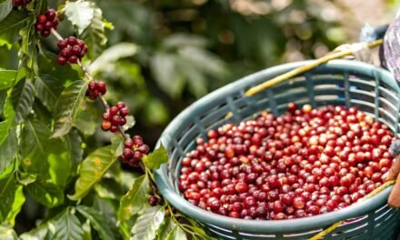 SAN LUIS POTOSÍ SE UBICA ENTRE LOS PRINCIPALES PRODUCTORES DE CAFÉ DEL PAÍS